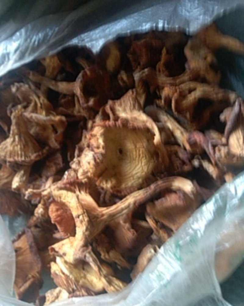 大山野生精选鸡油菌珍贵野生菌产地直供