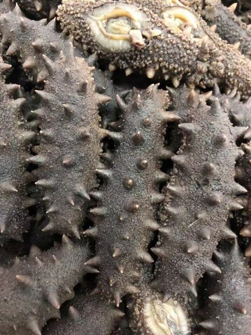 精品鲜活.干品海参量大从优质量价格合理