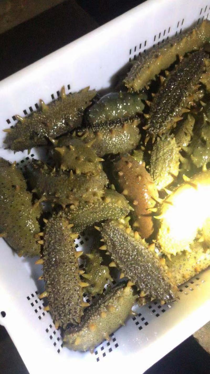 精品鲜活.干品海参量大从优质量价格合理