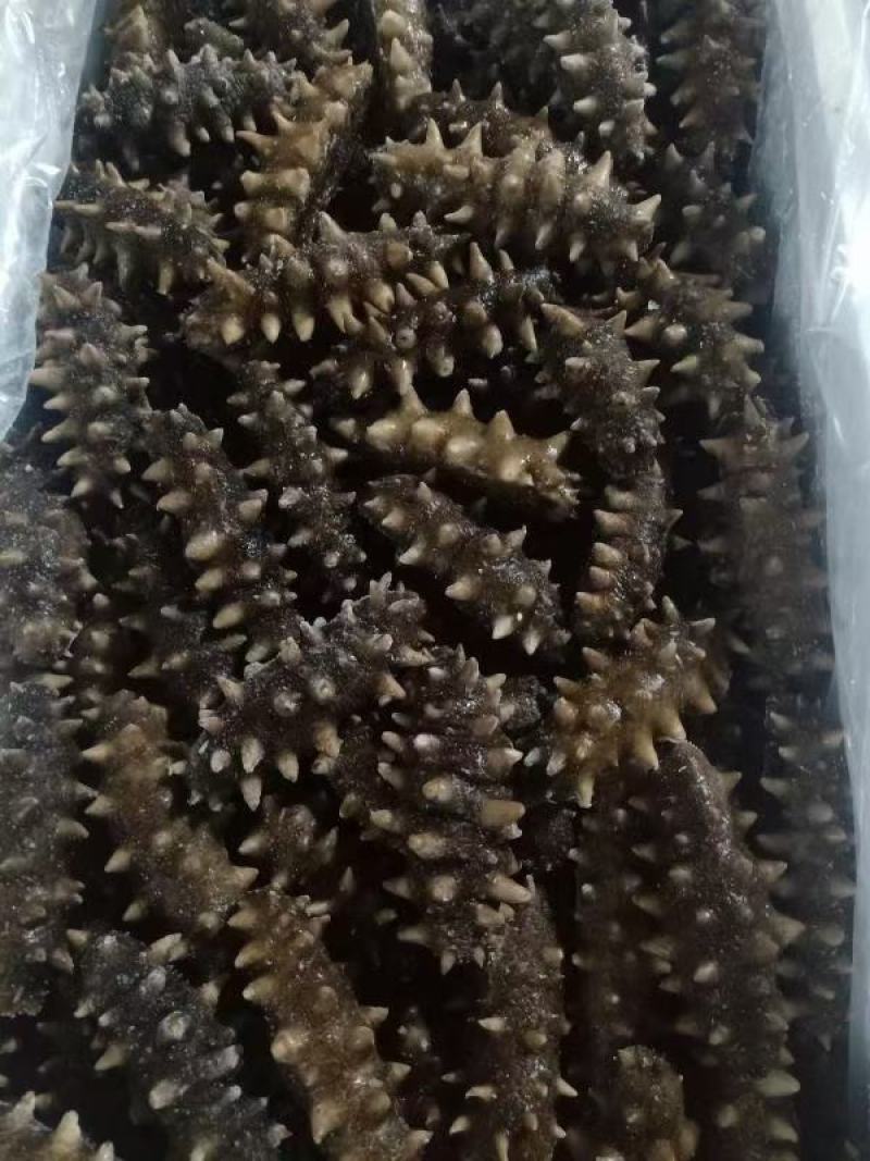 精品鲜活.干品海参量大从优质量价格合理