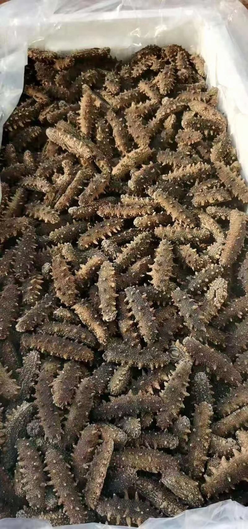 精品鲜活.干品海参量大从优质量价格合理