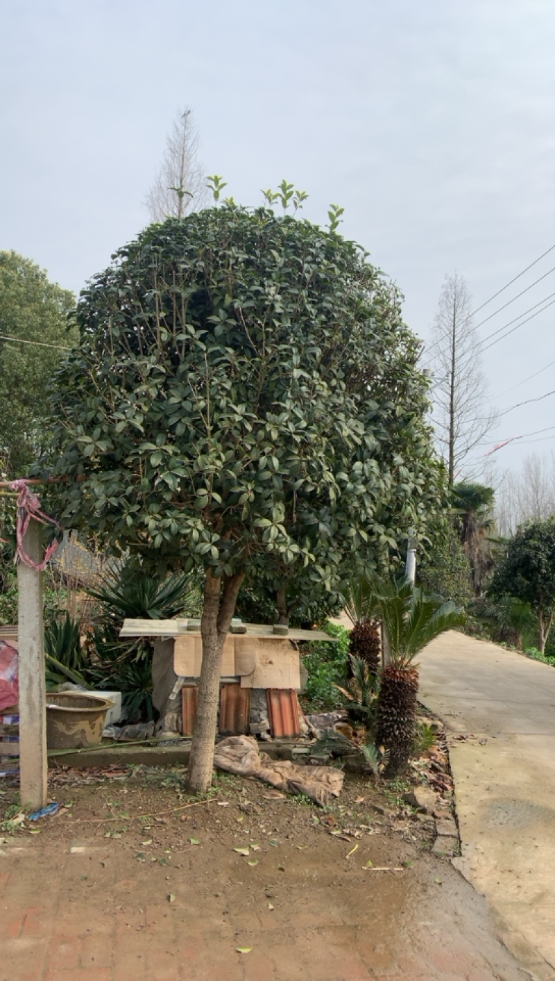 小棵丹桂，待成长中，被发现十另一种展现在在眼前