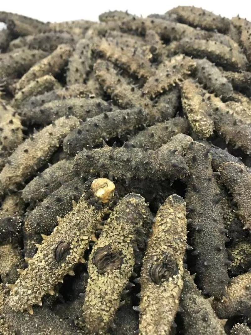 精品鲜活.干品海参量大从优质量价格合理