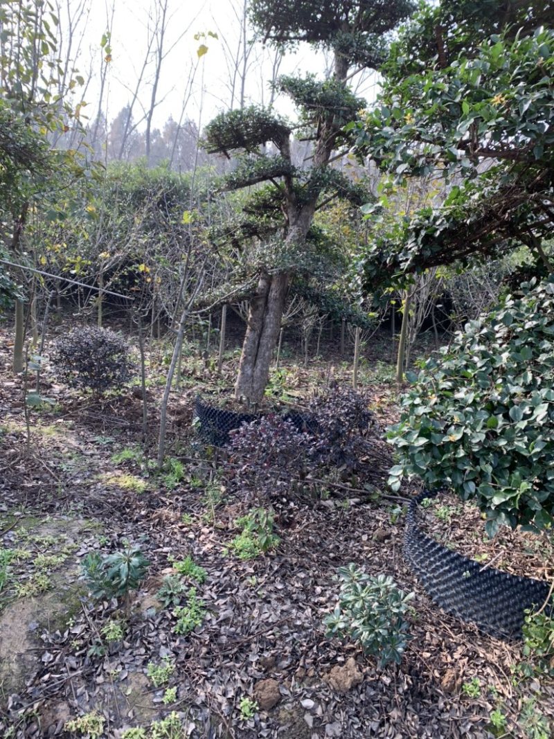 红花继木苗木生产基地，有杯苗，桶苗，地栽苗等，剩下的就是