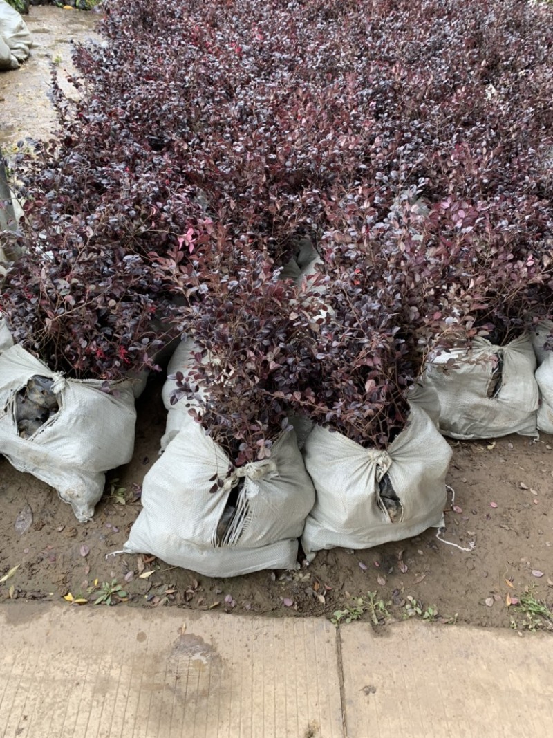 红花继木苗木生产基地，有杯苗，桶苗，地栽苗等，剩下的就是