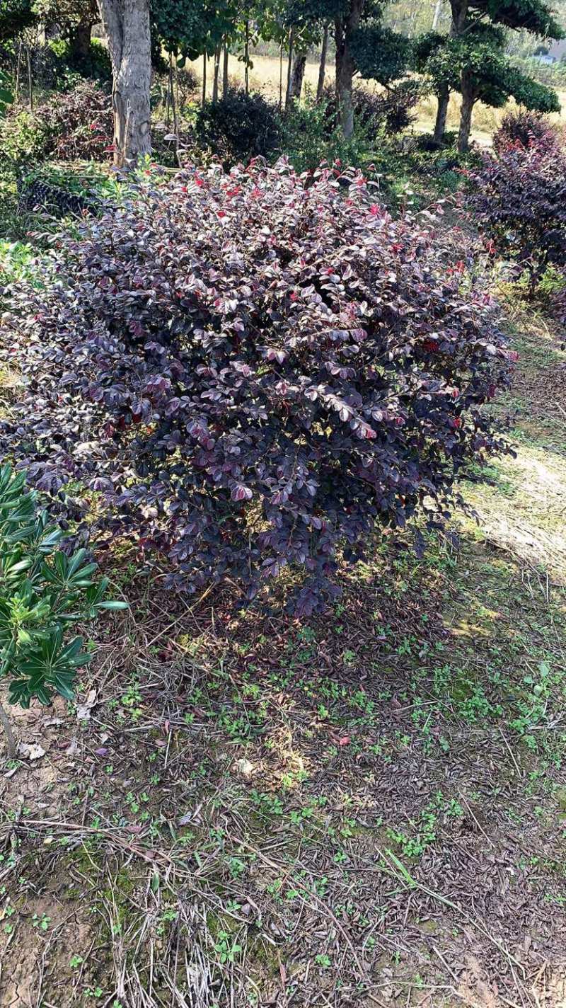 红花继木苗木生产基地，有杯苗，桶苗，地栽苗等，剩下的就是
