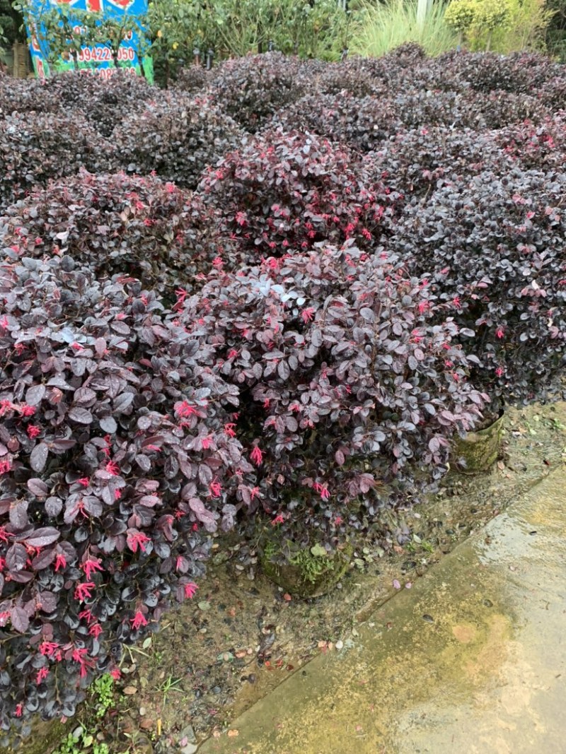 红花继木苗木生产基地，有杯苗，桶苗，地栽苗等，剩下的就是