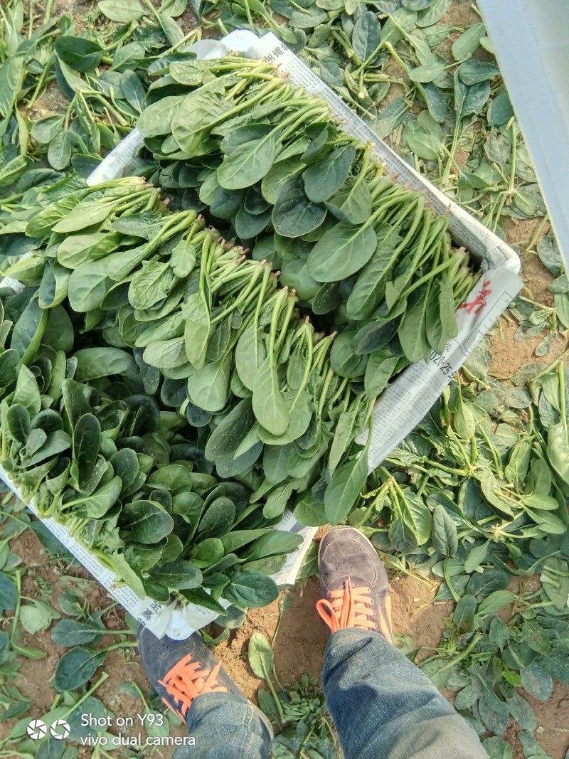 山东惠民大棚优质菠菜继续发货中！保质保量，全国供货