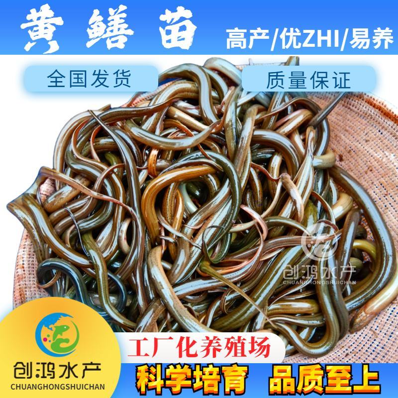 【养殖包销稻田养殖】2023新苗黄鳝苗黄鳝鱼苗