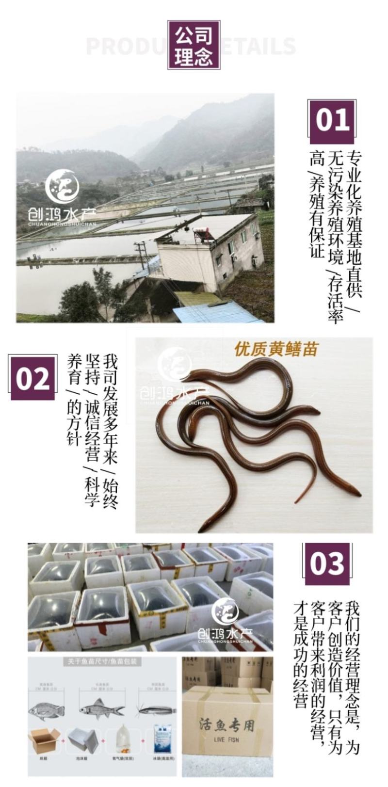 【养殖包销稻田养殖】2023新苗黄鳝苗黄鳝鱼苗