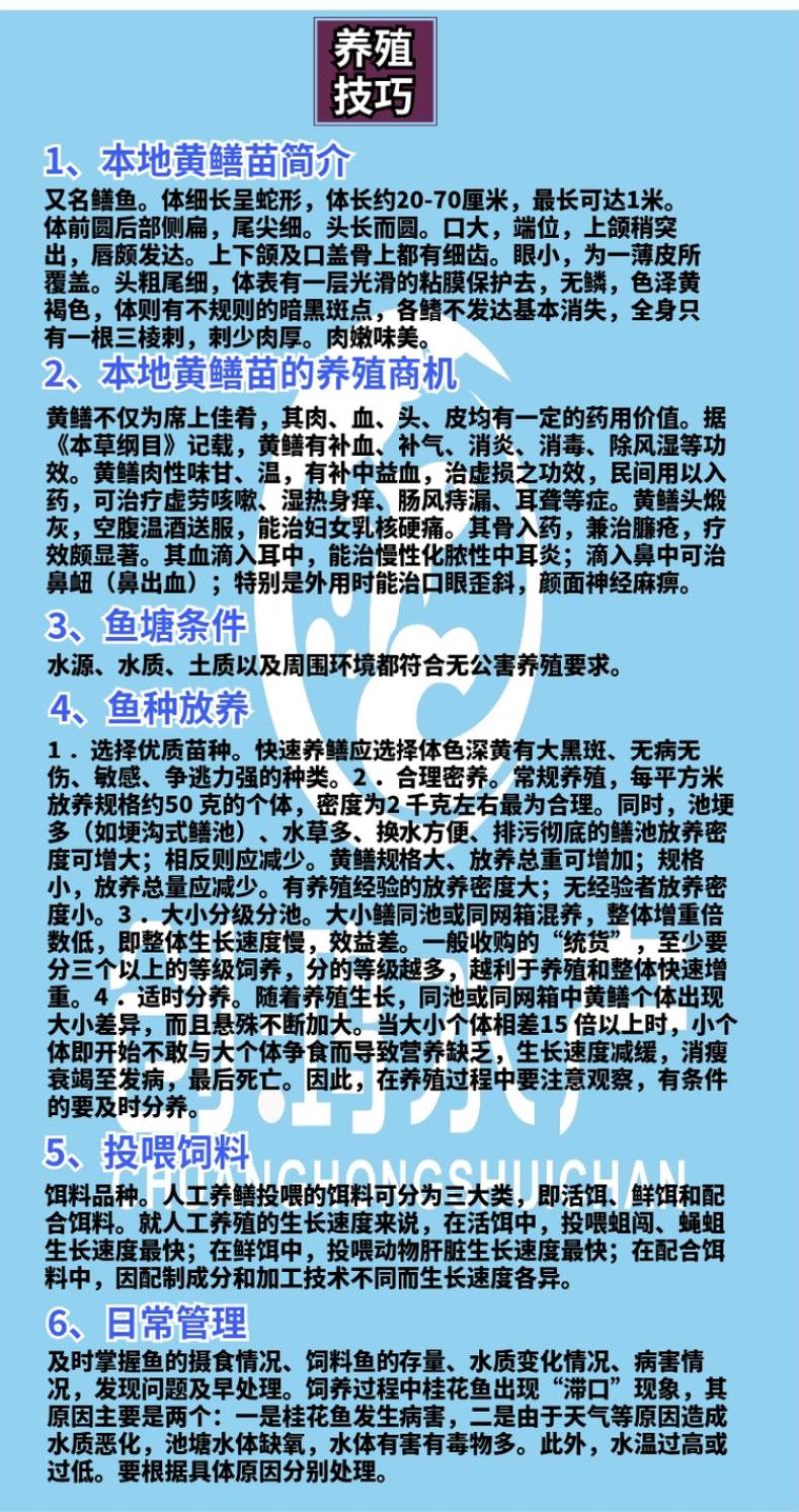【养殖包销稻田养殖】2023新苗黄鳝苗黄鳝鱼苗