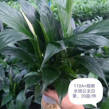 观根水培公主白掌，吸收有害气体，释放水汽，增加空气湿度。