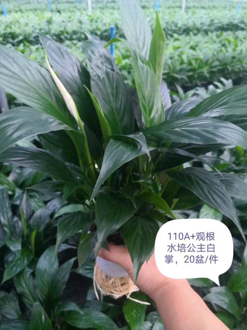 观根水培公主白掌，吸收有害气体，释放水汽，增加空气湿度。