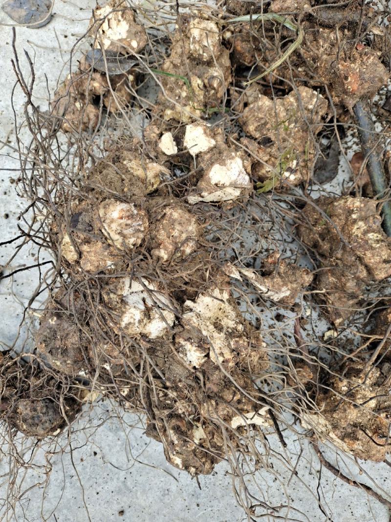 重庆酉阳大山产新鲜野生土茯苓