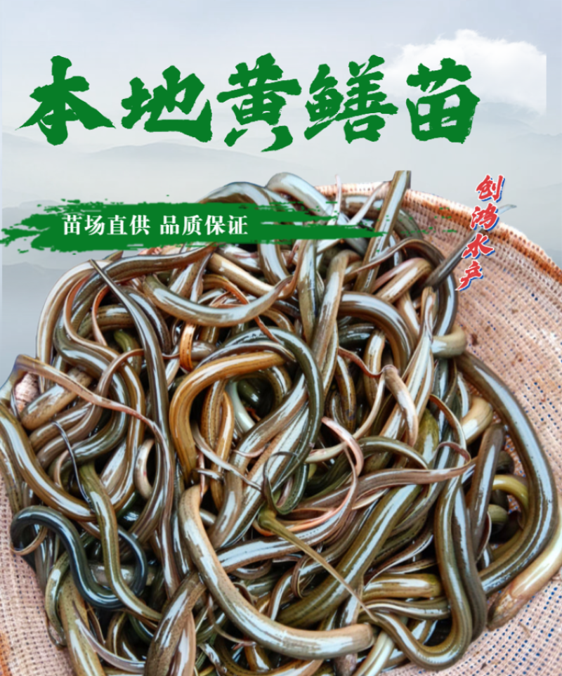 【2023新苗】优质黄鳝苗黄鳝鱼苗花苗鳝淡水养殖