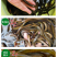 【2023新苗】优质黄鳝苗黄鳝鱼苗花苗鳝淡水养殖