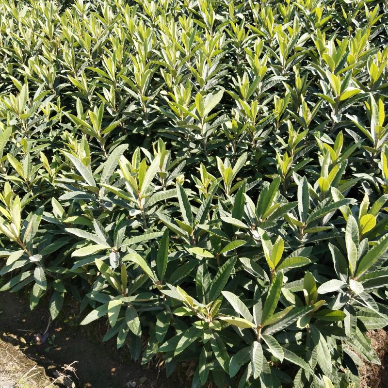 白沙枇杷苗，宁海白，白荔枝枇杷苗粗壮又便宜的枇杷苗