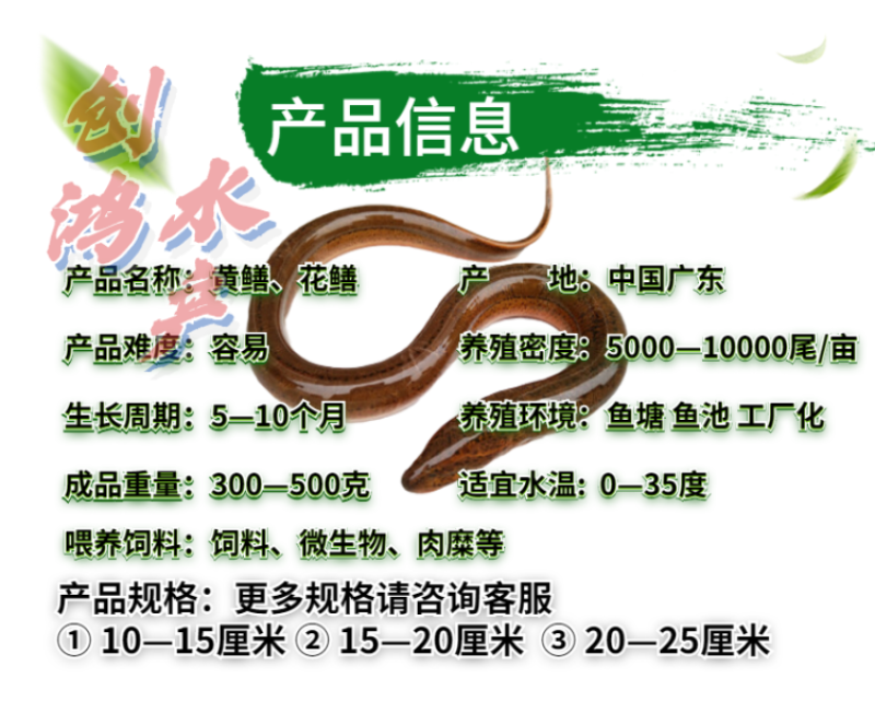 【养殖包销稻田养殖】2023新苗黄鳝苗黄鳝鱼苗