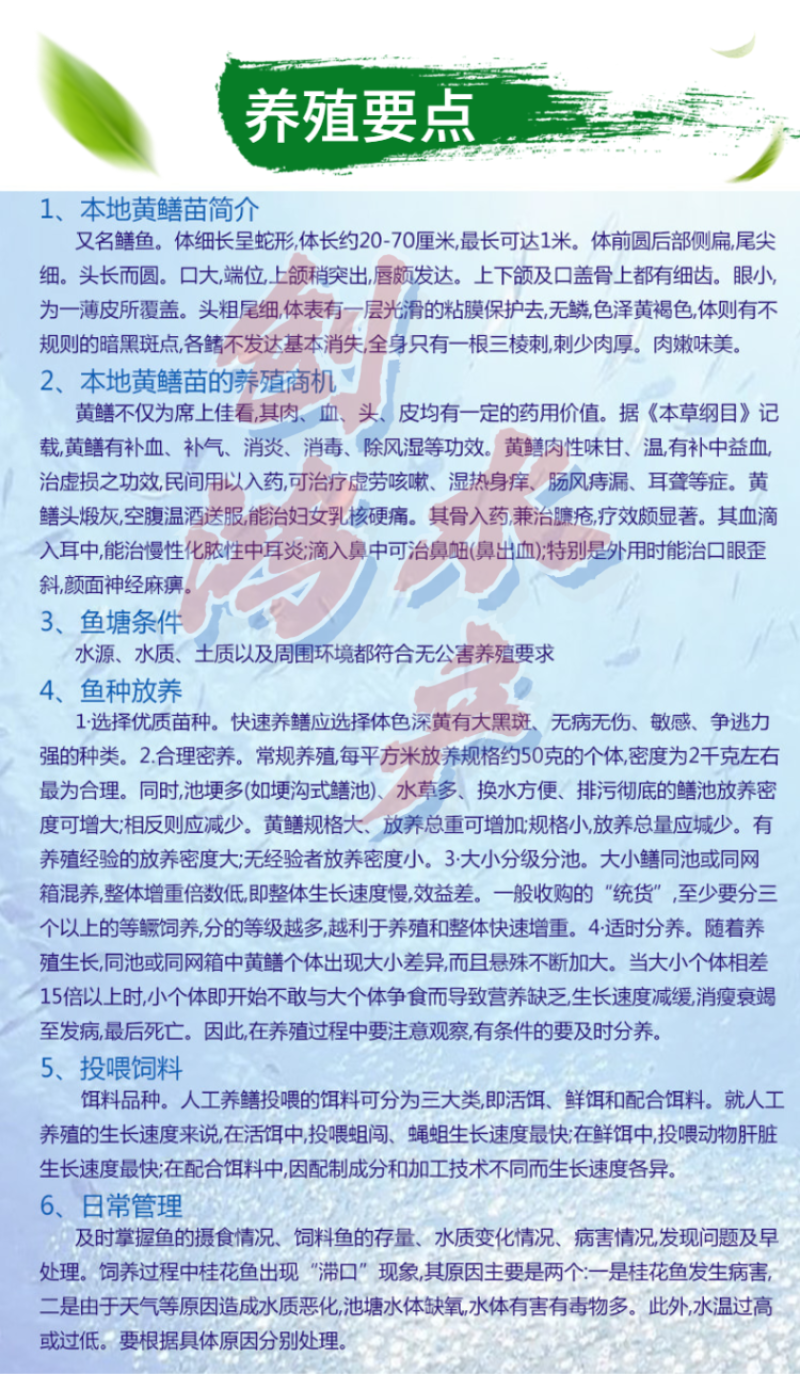 【养殖包销稻田养殖】2023新苗黄鳝苗黄鳝鱼苗