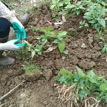 现挖百部苗，红花种子苗，白花百部苗。产量高，包回收