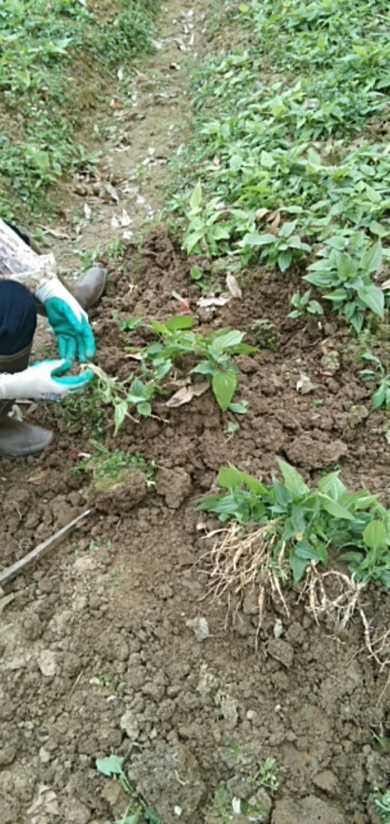 现挖百部苗，红花种子苗，白花百部苗。产量高，包回收