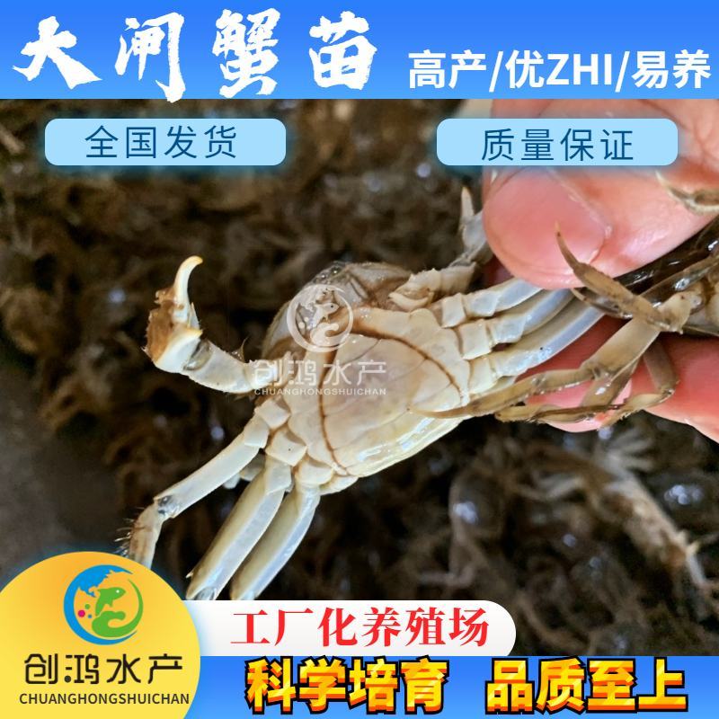 【2023新苗】优质大闸蟹苗中华绒螯蟹苗淡水养殖