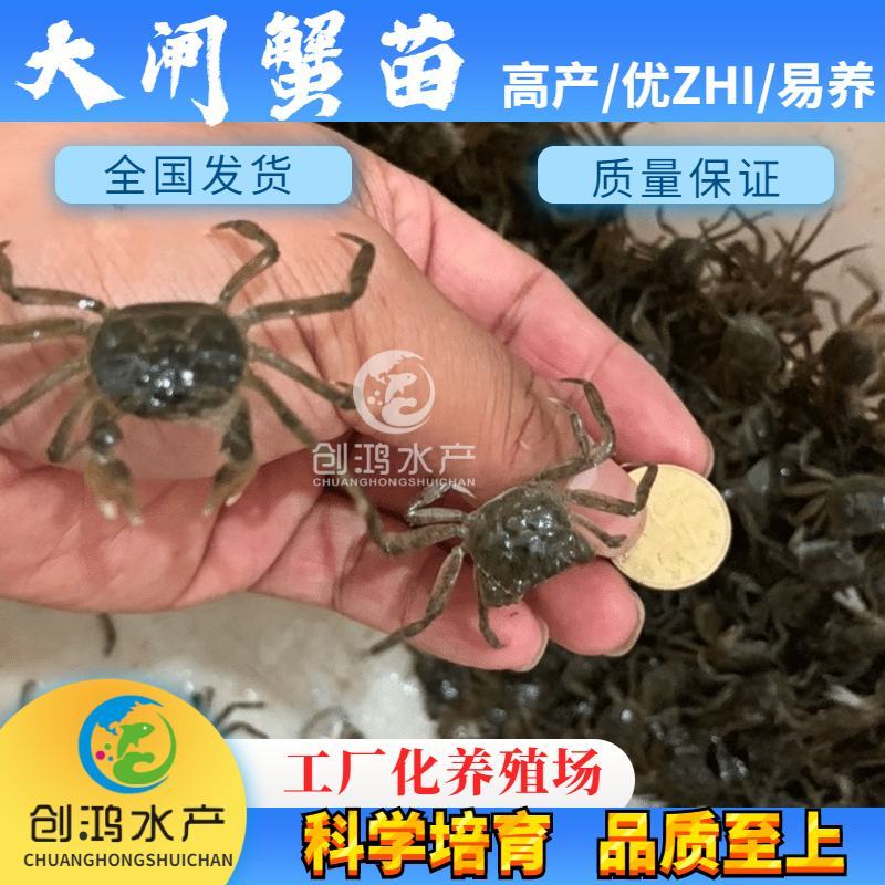 【2023新苗】优质大闸蟹苗中华绒螯蟹苗淡水养殖