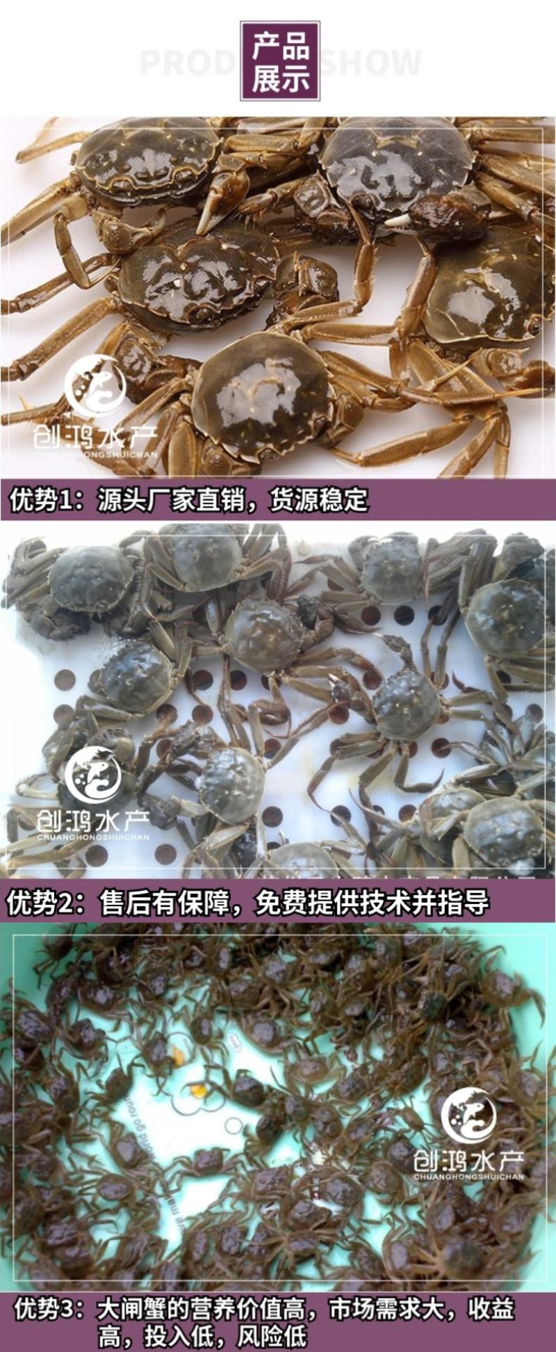 【2023新苗】优质大闸蟹苗中华绒螯蟹苗淡水养殖