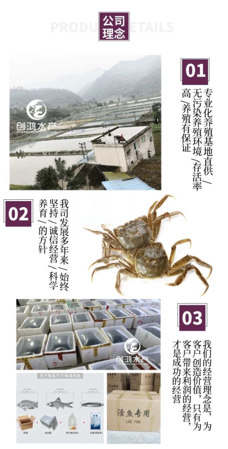 【2023新苗】优质大闸蟹苗中华绒螯蟹苗淡水养殖
