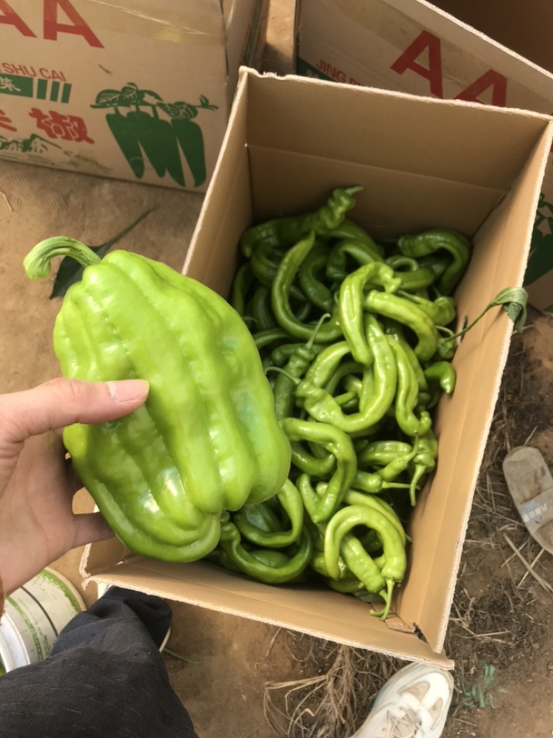 黄皮尖椒，大棚尖椒，辣椒，北海产地直发，羊角辣椒