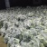 一级精品西兰花超市酒店诚信为本，产地直发！