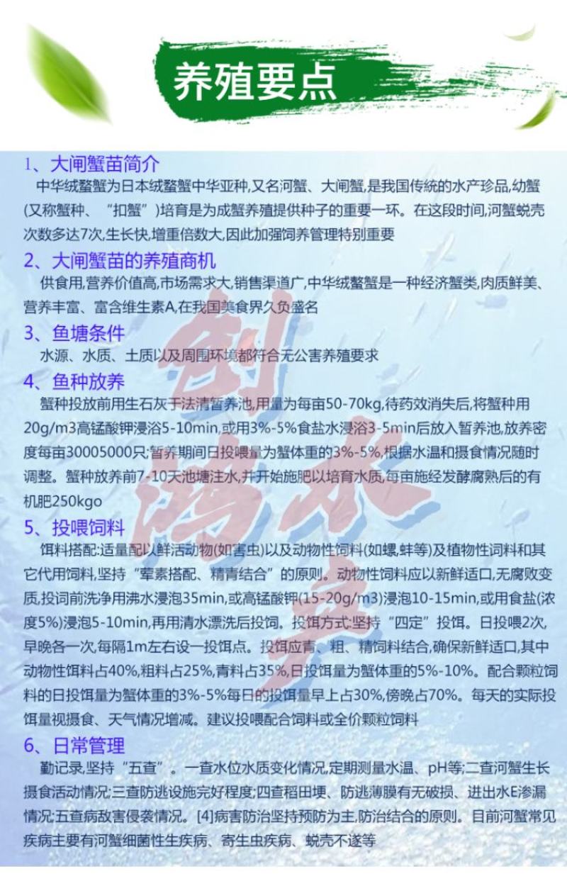 【2023新苗】优质大闸蟹苗中华绒螯蟹苗淡水养殖