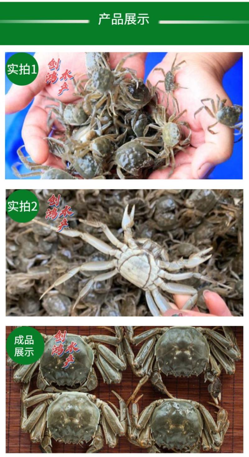 【2023新苗】优质大闸蟹苗中华绒螯蟹苗淡水养殖