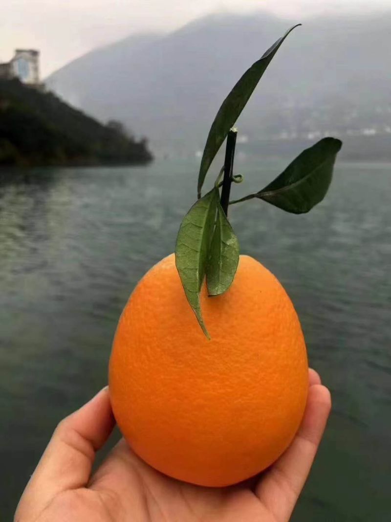 纽荷尔橙花果同枝爆汁纯甜诚信供应视屏看货产地货源