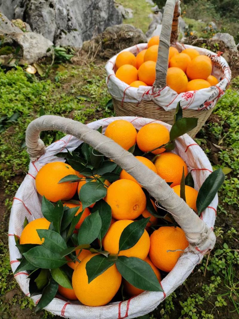纽荷尔橙花果同枝爆汁纯甜诚信供应视屏看货产地货源