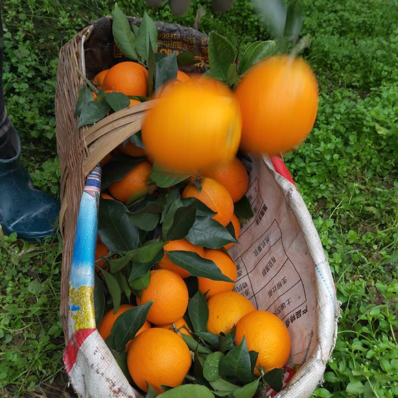 纽荷尔橙花果同枝爆汁纯甜诚信供应视屏看货产地货源