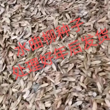水曲柳种子，沙藏水曲柳种子，耐寒水曲柳种子