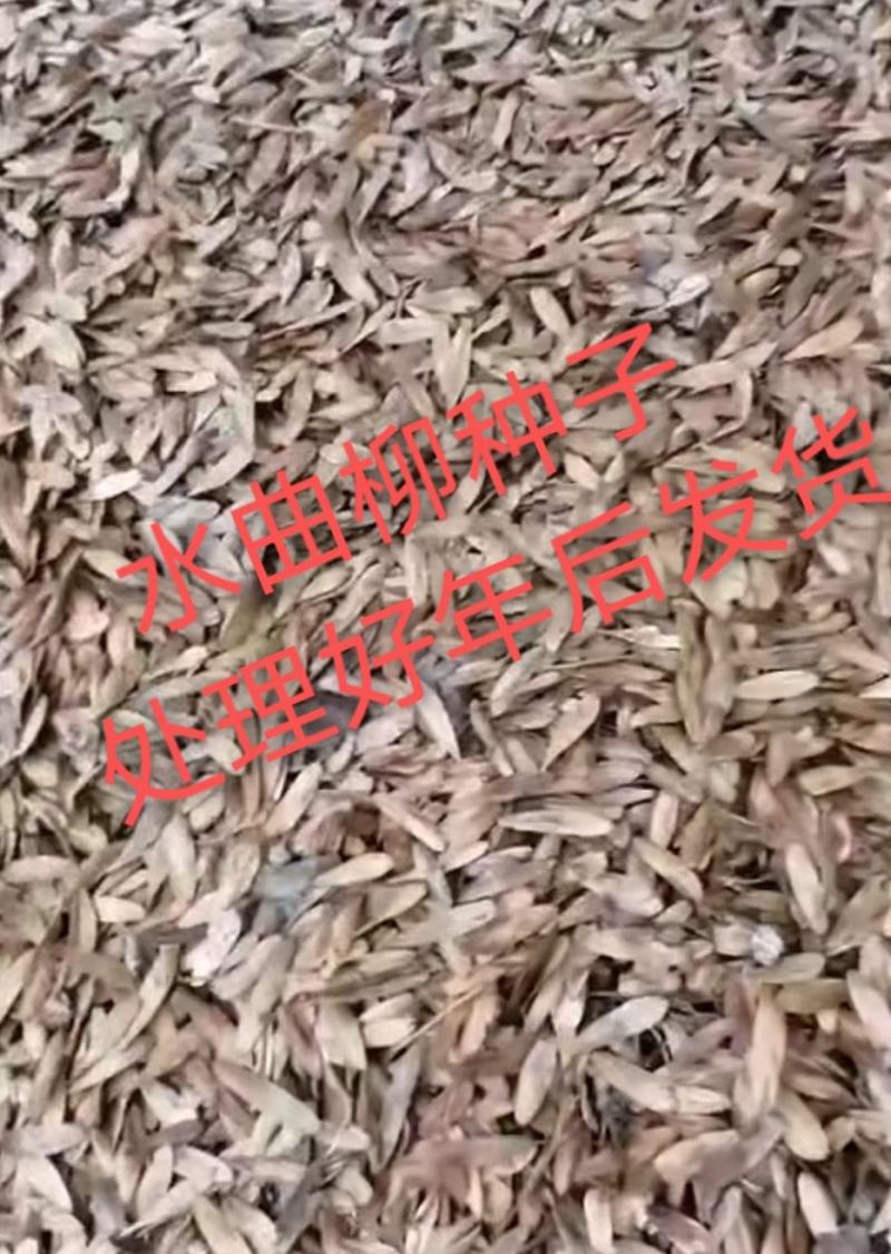 水曲柳种子，沙藏水曲柳种子，耐寒水曲柳种子