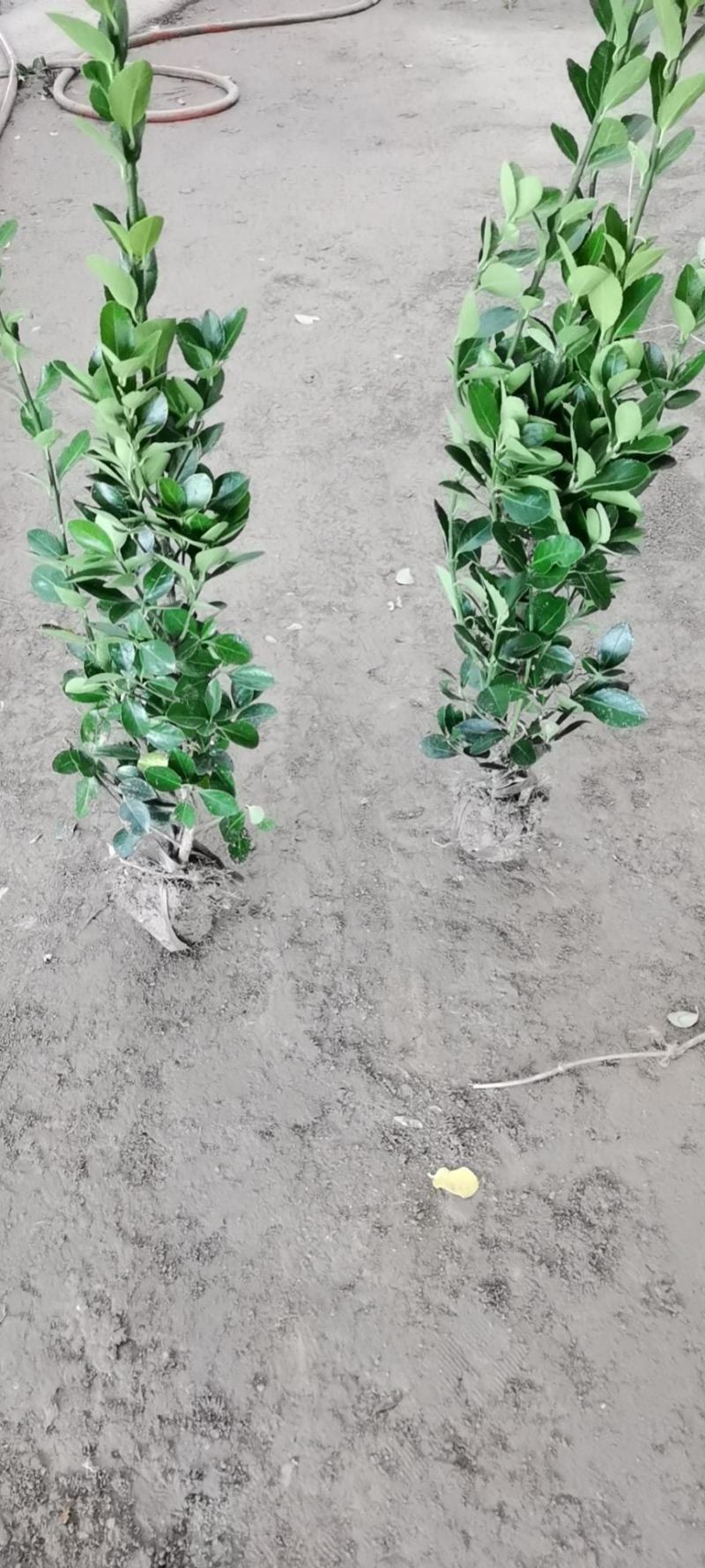 冬青小苗，冬青床苗根须保证好，保正质量包装好