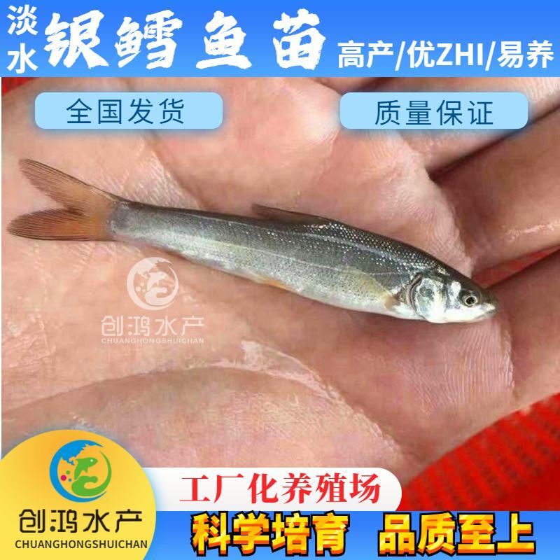 【2023新苗】银鳕鱼苗大鳞鲃鱼苗优质高产淡水鱼苗