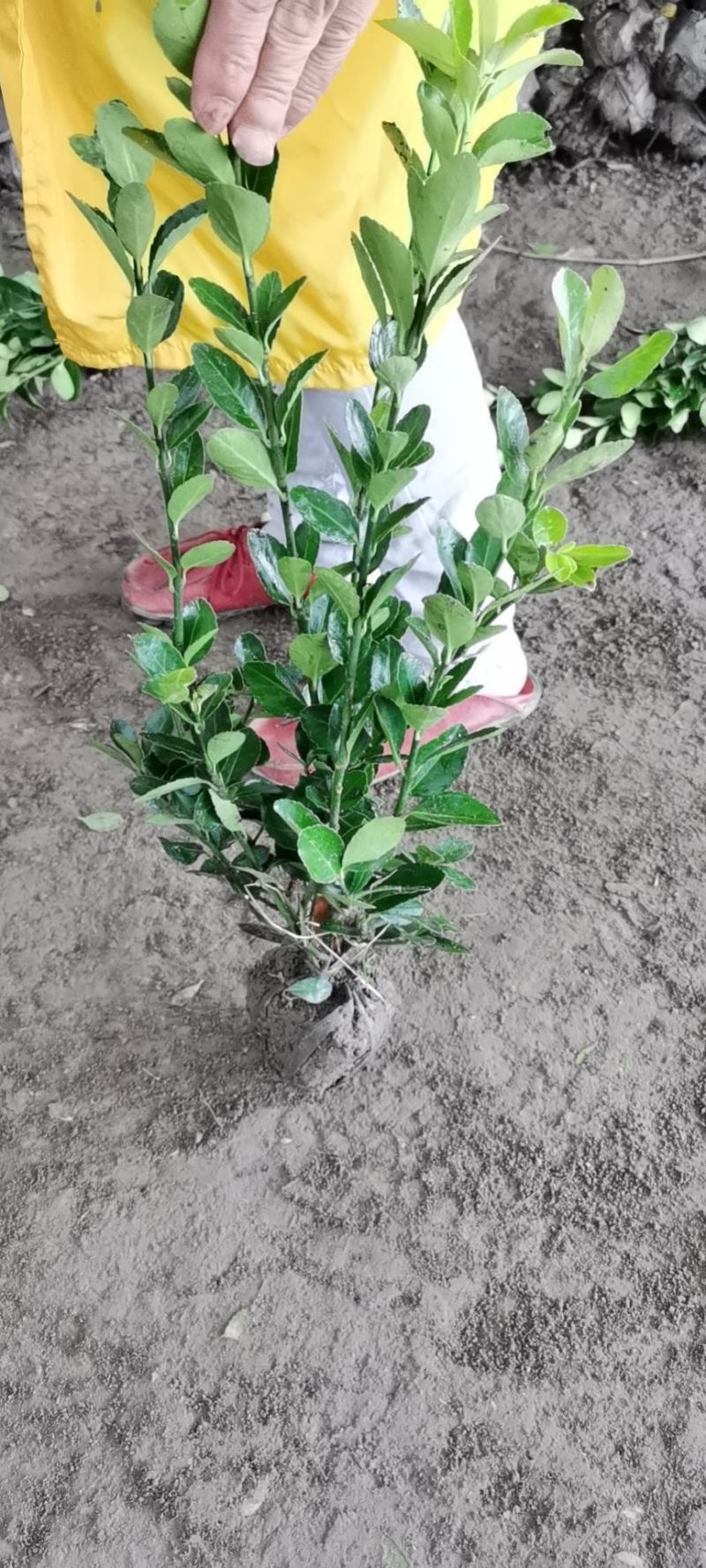 冬青小苗，冬青床苗根须保证好，保正质量包装好