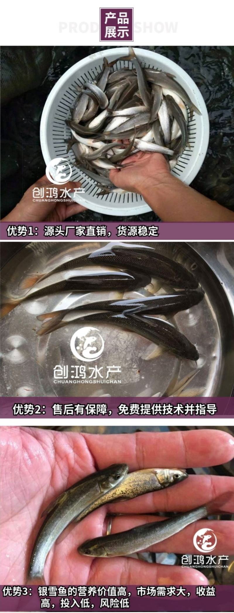 【2023新苗】银鳕鱼苗大鳞鲃鱼苗优质高产淡水鱼苗
