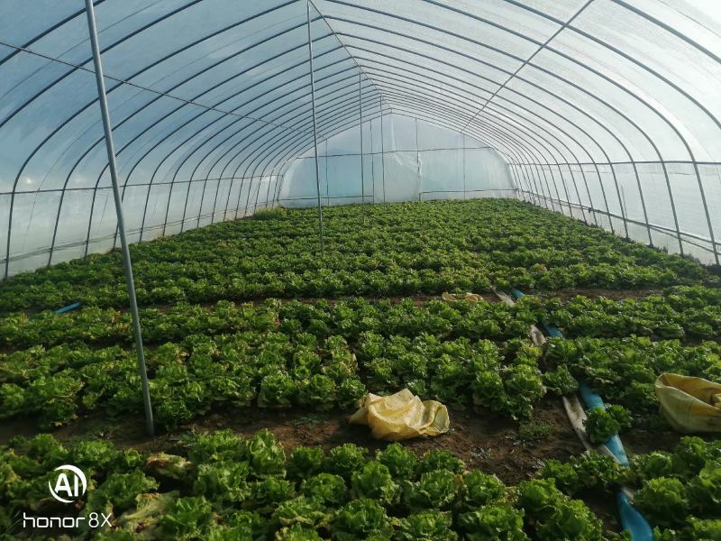 意大利生菜、四季可发整车，漯河市临颍城顶村
