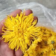黄山自种金丝大皇菊，七月菊，太阳花，一件30斤左右起批