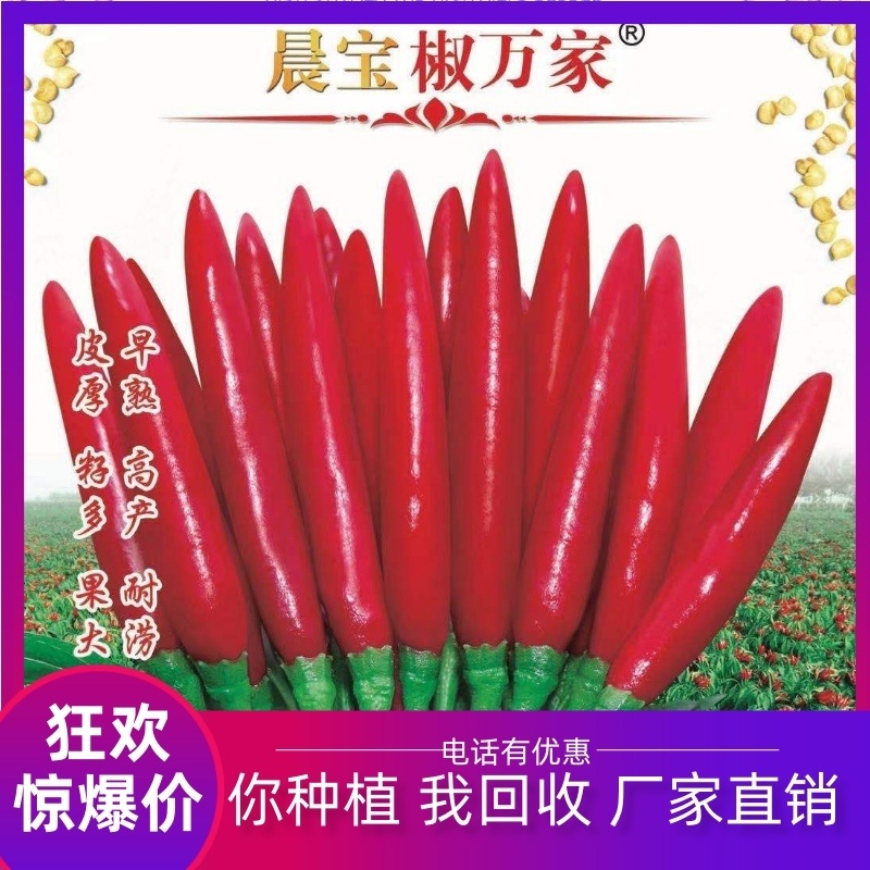 【金道种业】椒万家早熟朝天椒辣椒种子签合同包回收提供技术