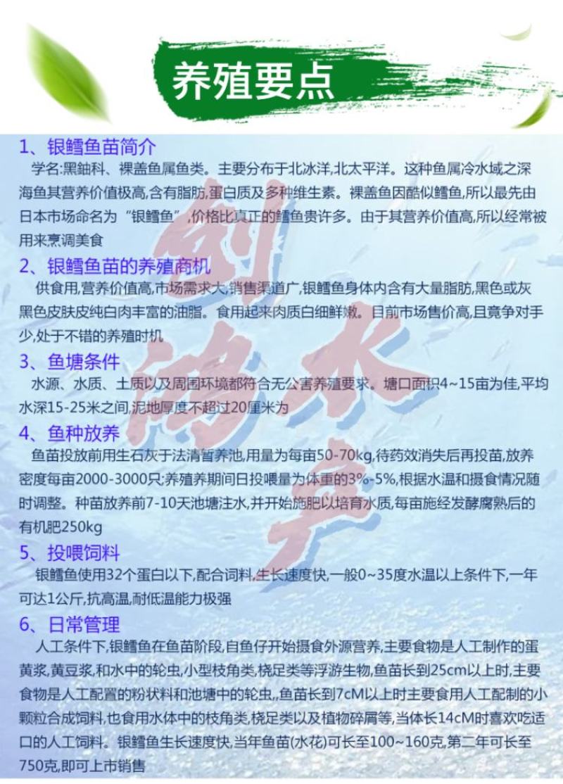 【2023新苗】银鳕鱼苗大鳞鲃优质高产淡水鱼苗