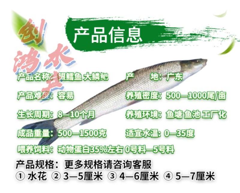 【2023新苗】淡水银鳕鱼苗大鳞鲃乌兹别克斯坦银鳕鱼