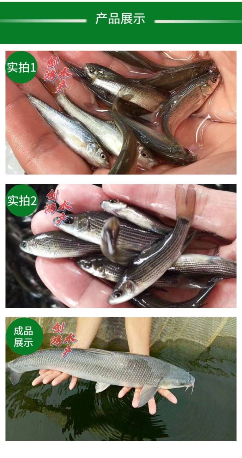 【2023新苗】淡水银鳕鱼苗大鳞鲃乌兹别克斯坦银鳕鱼