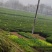 2021年新茶预售中，六安瓜片，手工制作产地直销量大价廉