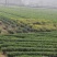 2021年新茶预售中，六安瓜片，手工制作产地直销量大价廉